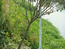 传统龙舟的划桨