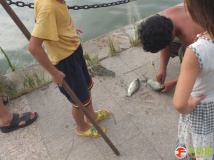 温州汇昌河 随便网都能网三条大鲫鱼