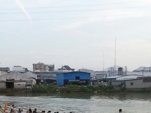 今天桥下河道小龙有十几只